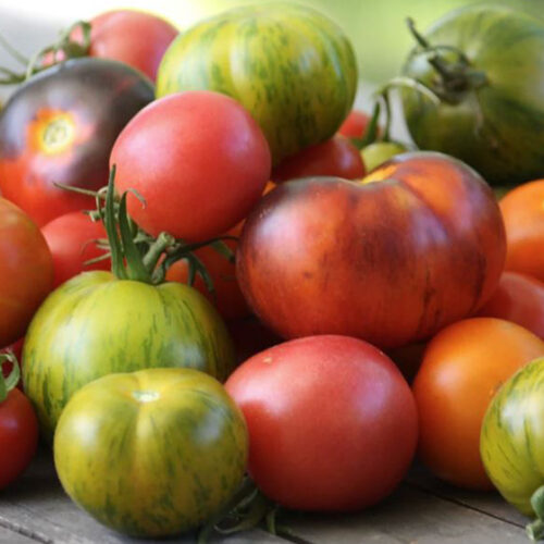 Diggers Tomato Festival Diggers Tomato Festival