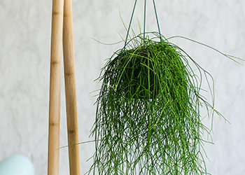 Rhipsalis trailing plants
