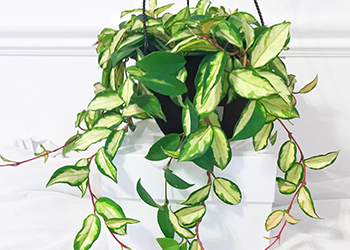 Hoya trailing plants