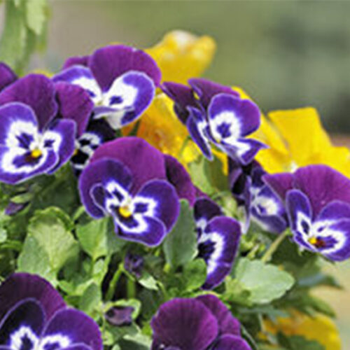 Garden jobs for July