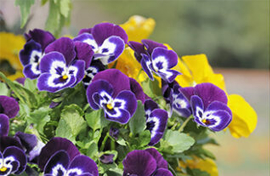 Garden jobs for July