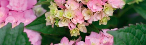 Hydrangeas