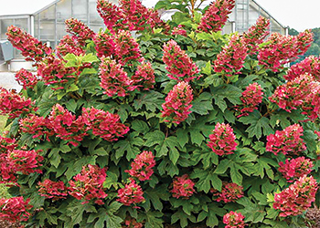 Oakleaf hydrangea 'Ruby Slippers'