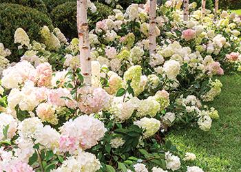 Panicle hydrangeas 'Sundae Fraise'