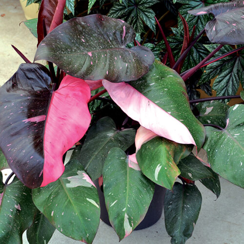 Indoor plants with fabulous foliage Indoor plants with fabulous foliage