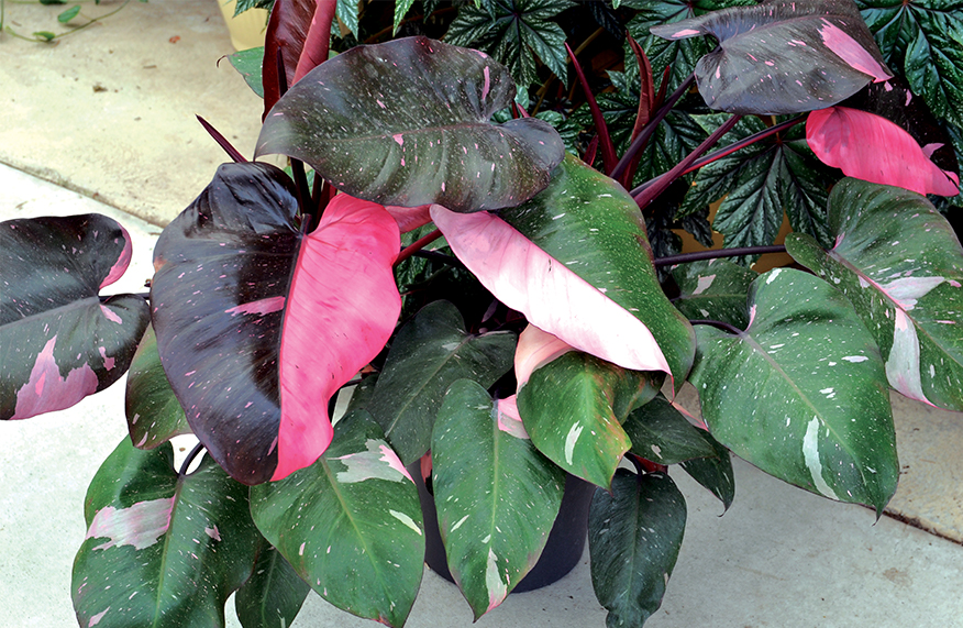 Indoor plants with fabulous foliage