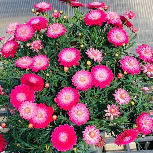 Colourful flowers to brighten your garden Colourful flowers to brighten your garden