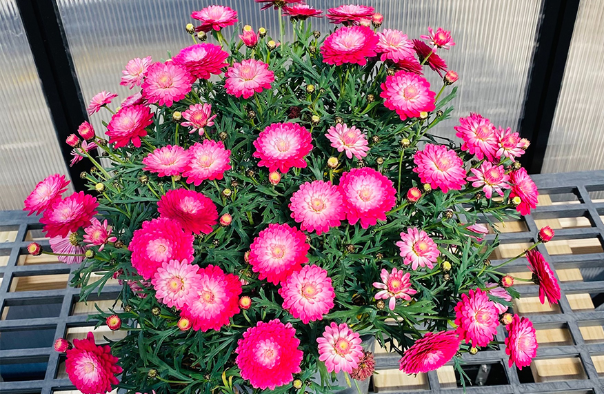 Colourful flowers to brighten your garden