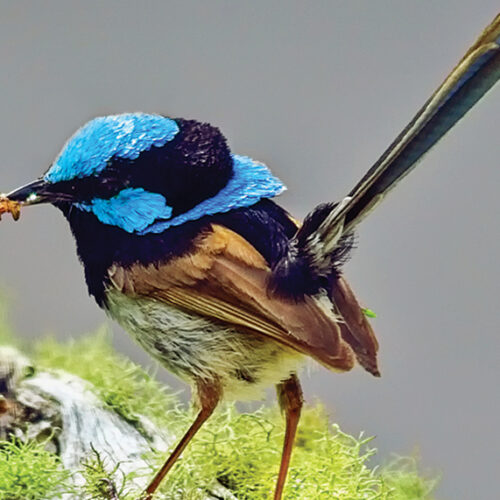 5 ways to build biodiversity 5 ways to build biodiversity