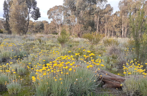 Sustainable garden Euroa Arboretum