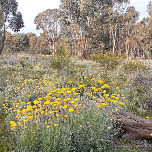 Ripe for renewal Sustainable garden Euroa Arboretum