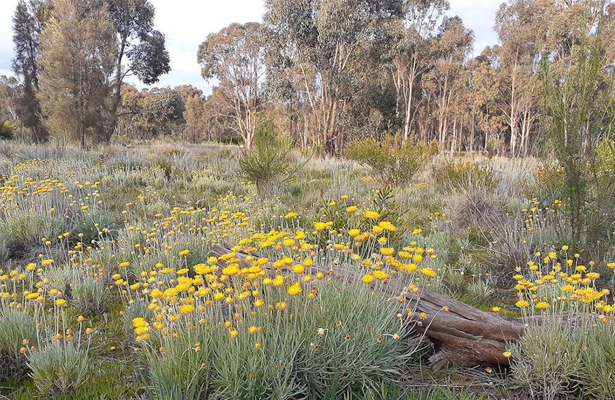 Sustainable garden Euroa Arboretum