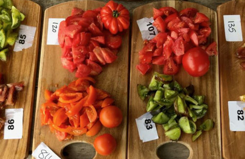 Diggers Club tomatoes