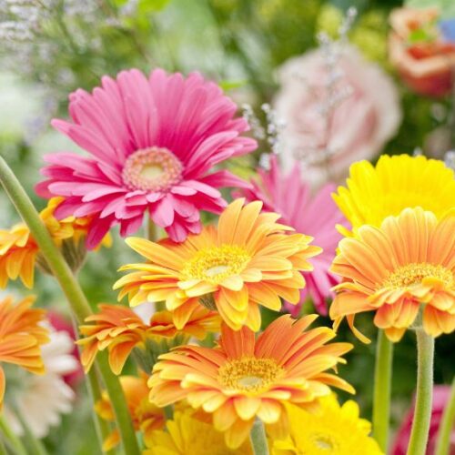 Garden Express Gerberas