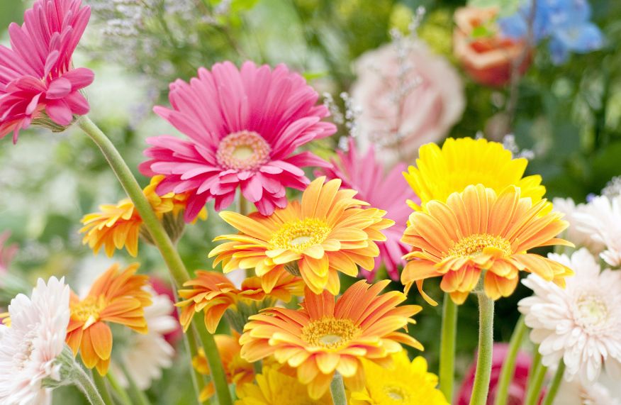 Gerberas