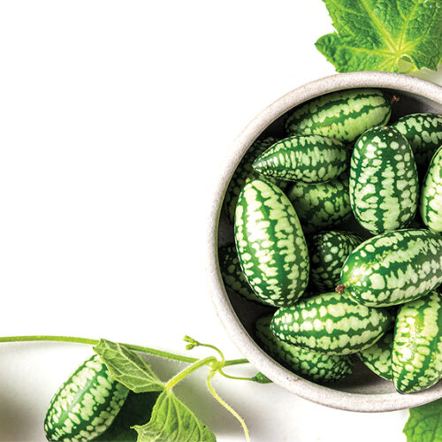 Unusual fruit and vegetable varieties Mexican sour gherkin