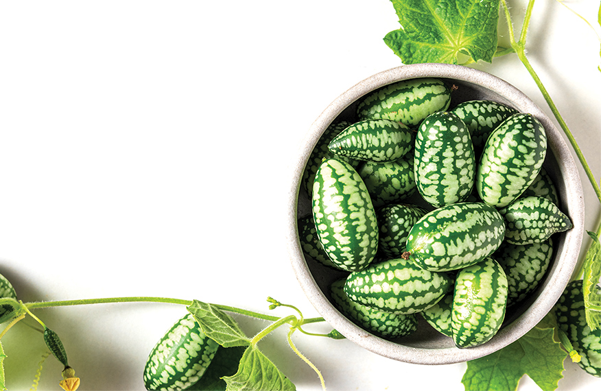 Mexican sour gherkin