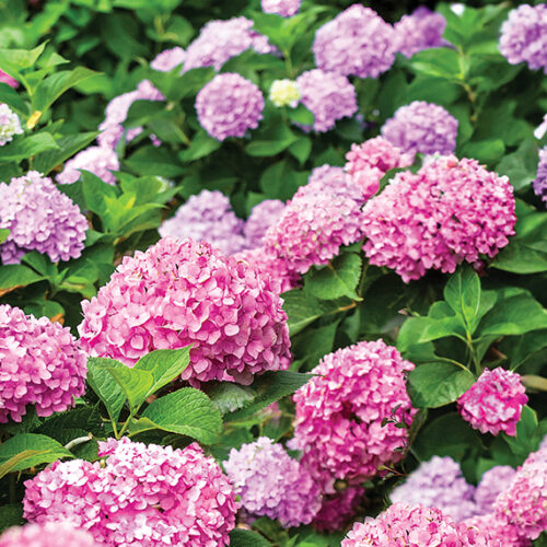 Heavenly hydrangeas Hydrangeas