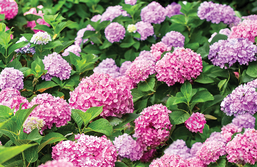 Hydrangeas