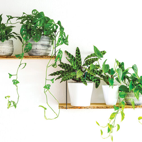 Indoor trailing plants Trailing plants