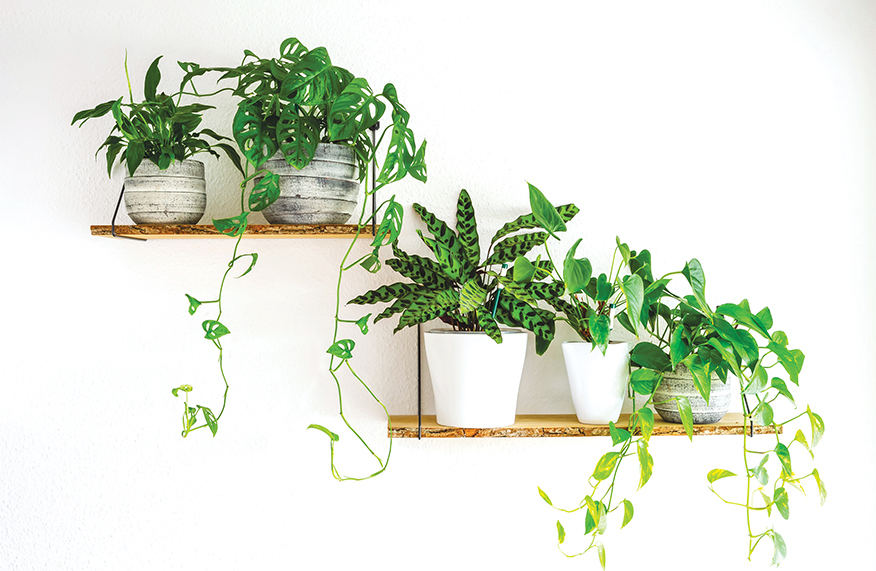 Trailing plants