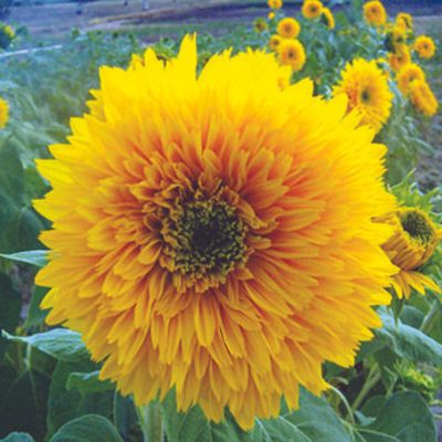 'Double Dazzler' sunflower