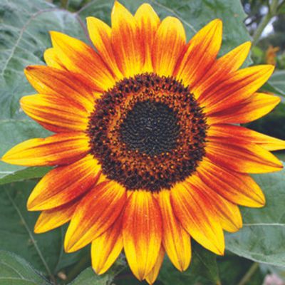 'Evening Sun' sunflower
