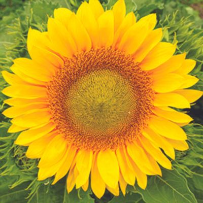 FleuroSun 'Lilac Monarch' sunflower