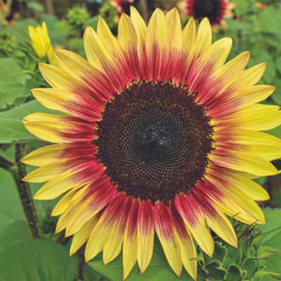 FleuroSun ‘Dwarf Summer Spray’