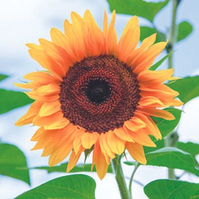 ‘Giant Russian’ sunflower