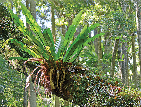Ant plant