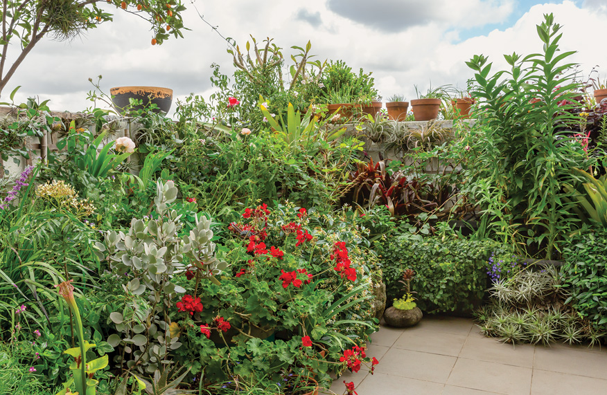 Steve Falcioni's balcony garden