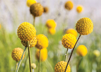 Summer-flowering natives: Billy buttons