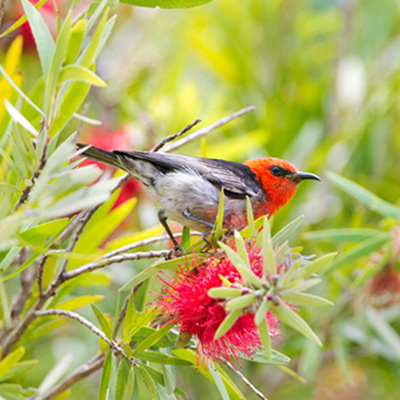 Build bird-friendly gardens