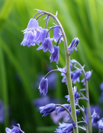 Spring-flowering bulbs, bluebell