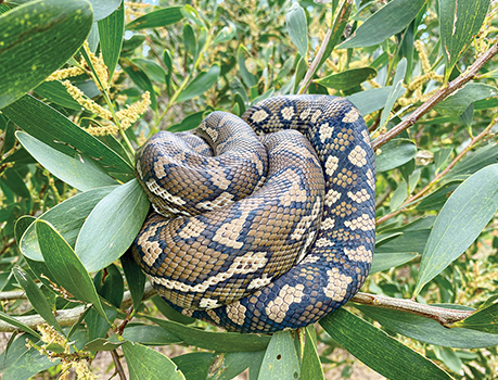 Carpet python
