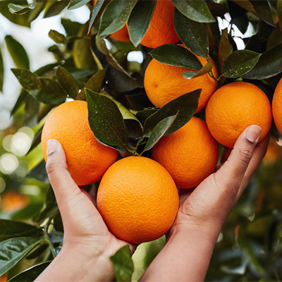 Grow citrus