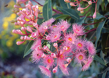 Summer-flowering natives: Flowering gum