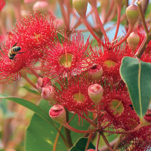Festive favourites Flowering gum