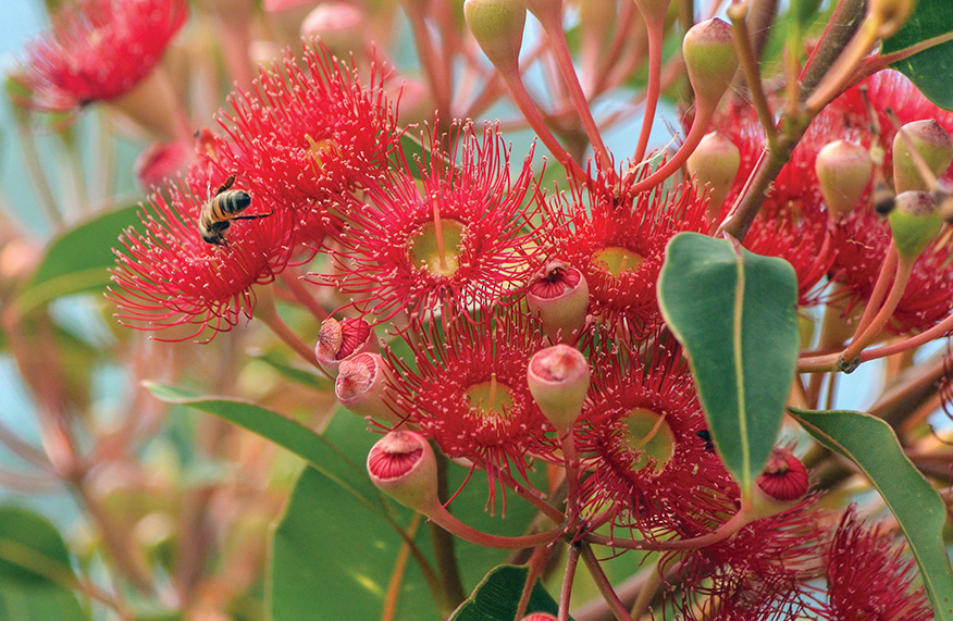 Flowering gum