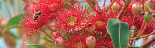 Flowering gum