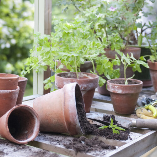 Buying pots and planters Pots and planters