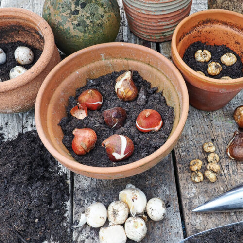 Bulbs