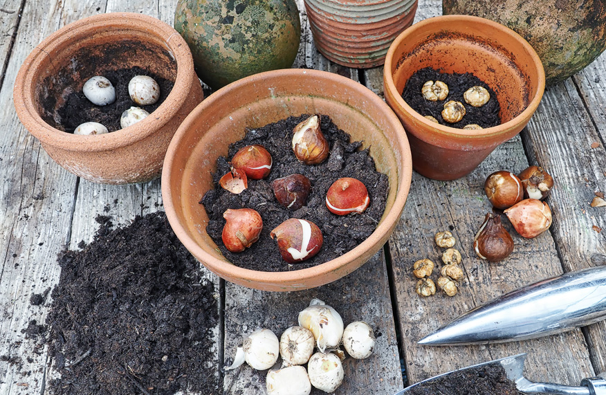 Bulbs