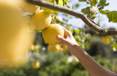 Lemon tree