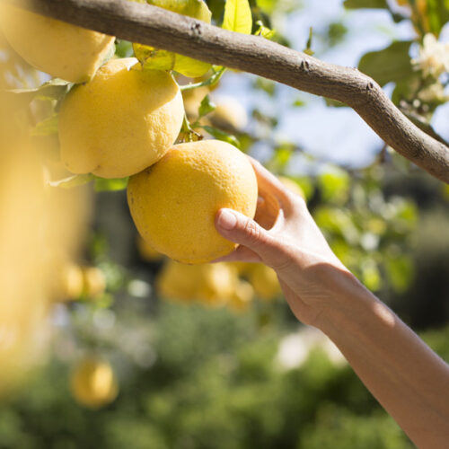 Lemon tree