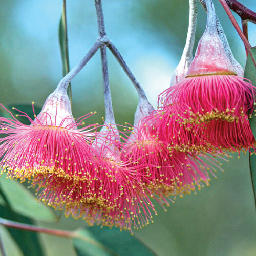 Winter-flowering natives Gungurru (Eucalyptus caesia 'Silver Princess'