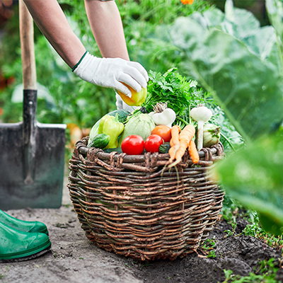 Learn how to grow fruit and vegies with ABC Gardening Australia magazine