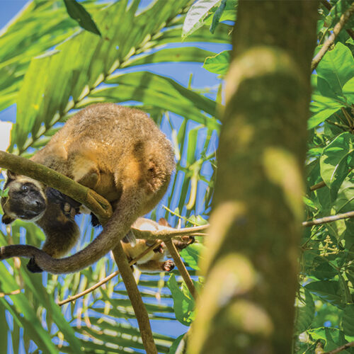Life in the canopy