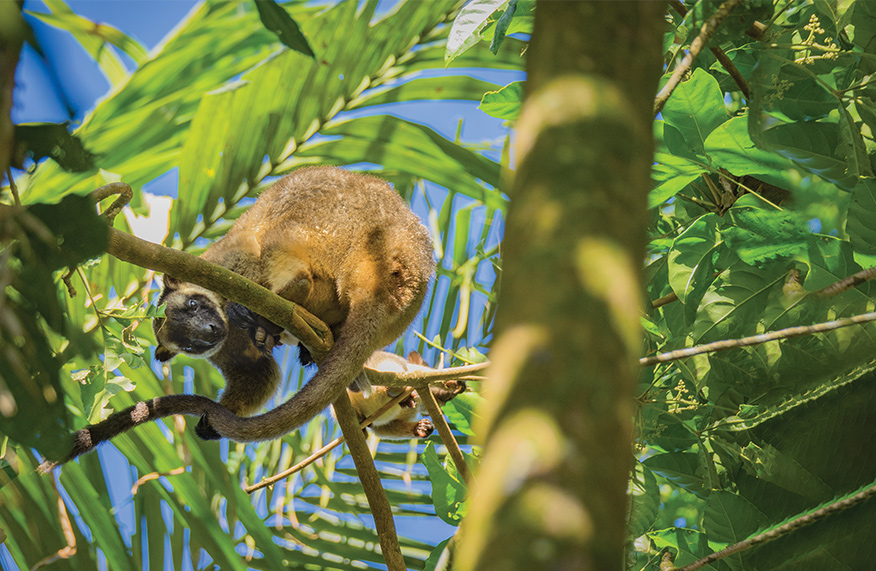 Life in the canopy